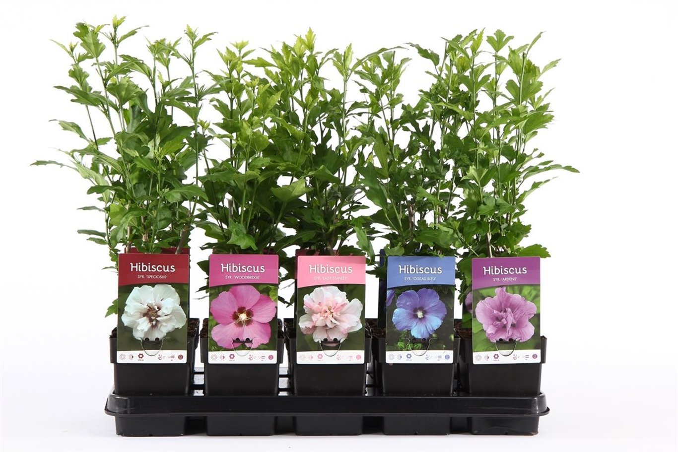 Hibiscus syr. Mix - C1